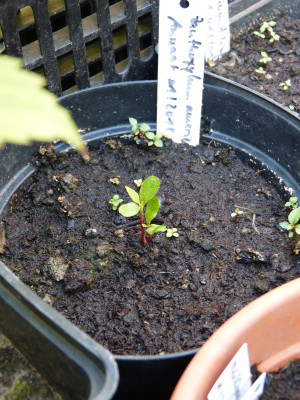 2018-06-04 Zanthoxylum americanum.jpg