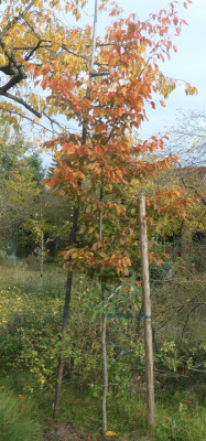 Rockhamton Red_1.jpg
