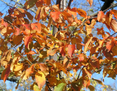 Rockhamton Red_2.jpg