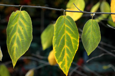 Sinowilsonia-2007-10-14a.jpg