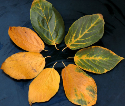 Sinowilsonia-2007-10-14b.jpg
