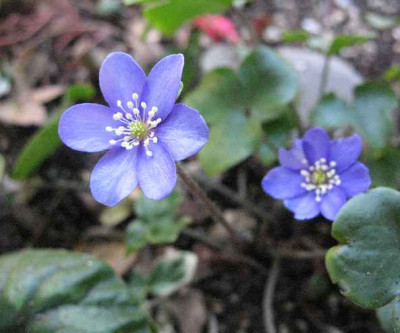 IMG__Hepatica_nobilis_Vorwitz_2089.JPG