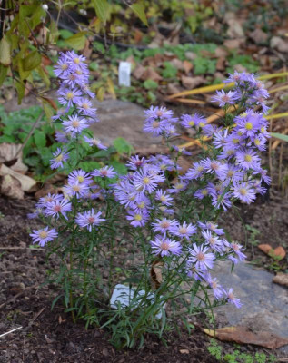 Aster_ericoides-Erlkönig-oder.20-1.jpg