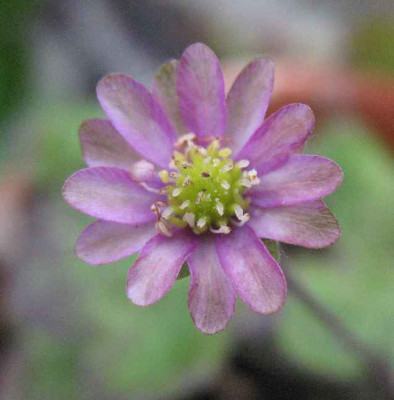 IMG__Hepatica_n._var._pyrenaica_Sues_Double_2085.JPG