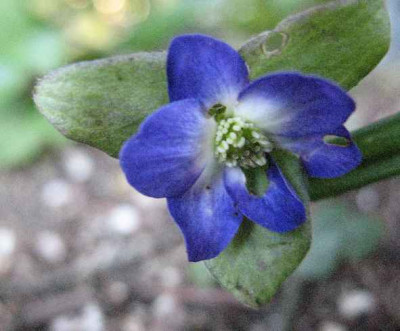 IMG__Hepatica_x_euroasatica_Prof._Friedrich_Hildebrandt_2093.JPG