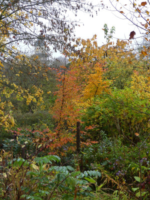 2020-10-31 Carpinus betulus 'Rockhampton Red'.jpg