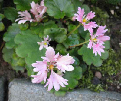 IMG_Saxifraga_cortusifolia_Cheap_Confections_2098.JPG