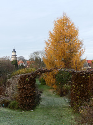 2020-11-21 Larix.jpg