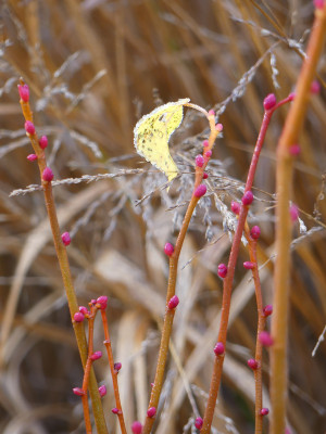 2020-11-21 Tilia cordata 'Winter Orange'.jpg