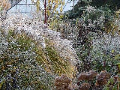 2020-11-21 Gartenimpressionen 2.jpg