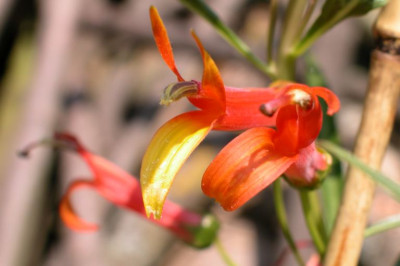 Lobelia_laxifl-1.jpg
