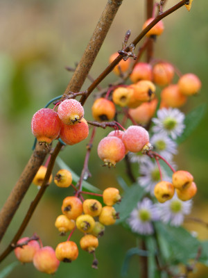 2020-11-21 Gartenimpressionen 16.jpg