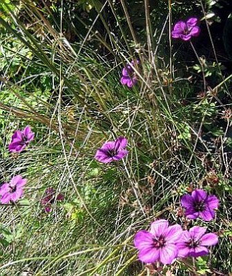Geranium_Ann_Folkard_2a.jpg