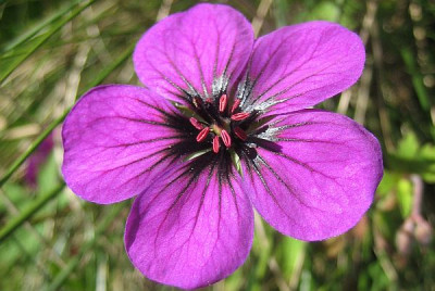 Geranium_Ann_Folkard_79231.jpg