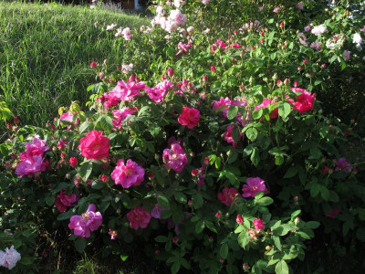 officinalis1.JPG