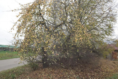 Apfelbaum-1.JPG