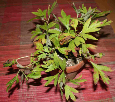 paeonia_delavayi.jpg