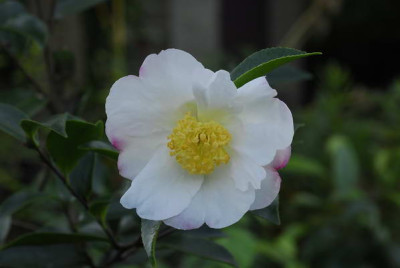 Cam_sasanqua_zaai_wit_8653_resize.JPG