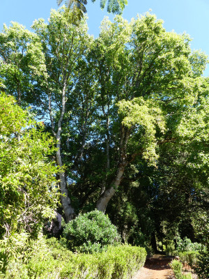 2020-09-20 Liriodendron tulipifera 1.jpg