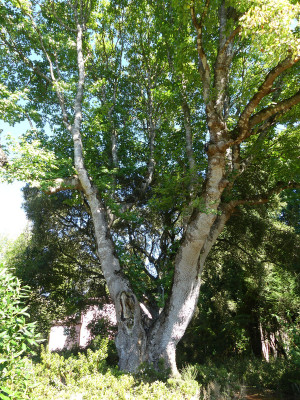 2020-09-20 Liriodendron tulipifera 2.jpg