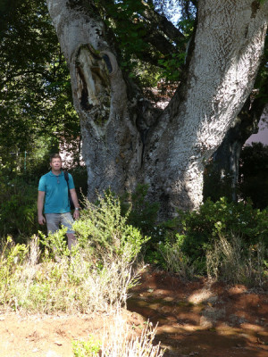 2020-09-20 Liriodendron tulipifera 3.jpg