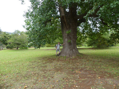 2020-09-22 Liriodendron tulipifera 1.jpg