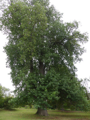 2020-09-22 Liriodendron tulipifera 2.jpg