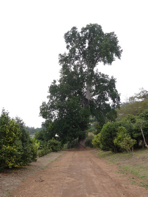 2020-09-22 Liriodendron tulipifera 3.jpg