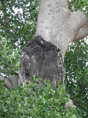 2020-09-22 Liriodendron tulipifera 4.jpg