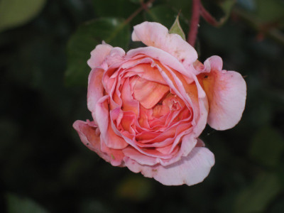 IMG_3083a.jpg_Rose2.jpg