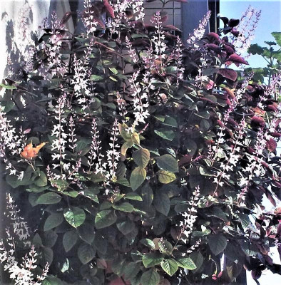 Plectranthus ciliatus_Bild0318.jpg