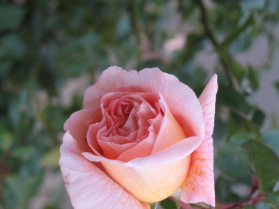IMG_3087a.jpg_Rose3.jpg