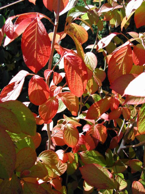 stewartia_pseudocamellia_b4.jpg