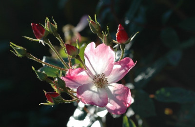 Rosa_Rush_Multiflora_Louis_Lens_1_14-10-2007.jpg