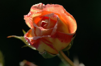 Rosa_Charles_Austin_1_14-10-2007.jpg