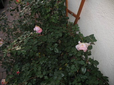 IMG_3093b.jpg_Rose.jpg