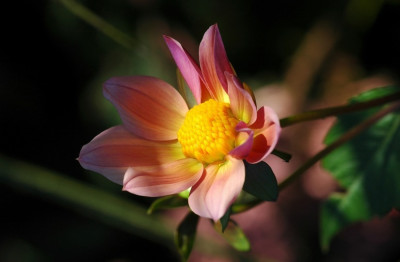 Dahlia__X_1_14-10-2007.jpg