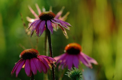 Echinacea_1_14-10-2007.jpg