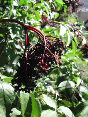 sambucus_nigra_haschberg.jpg