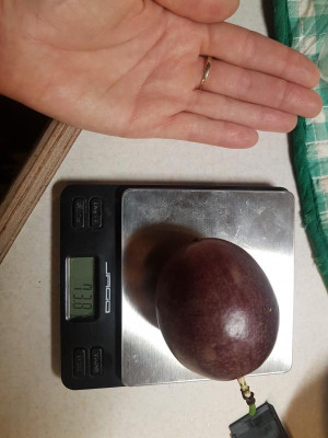 Edulis_Frucht3.jpg