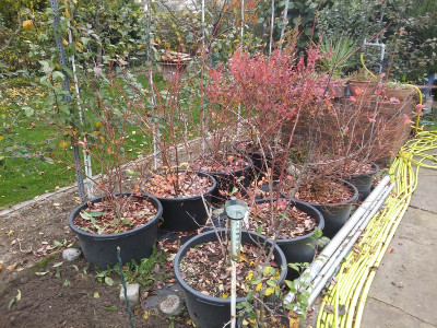 Heidelbeeren 201101.jpg
