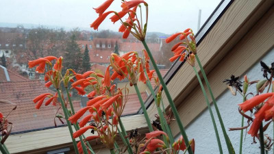 20201128_090926.jpg