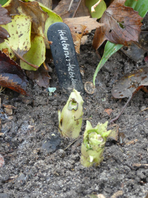 2020-11-29 Helleborus thibetanus.jpg