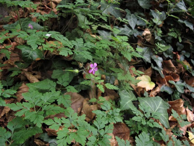 geraniumrobertianum.JPG