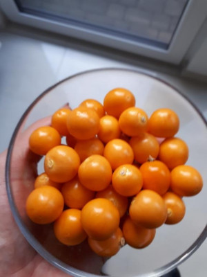 Physalis 29.11.2020.jpg