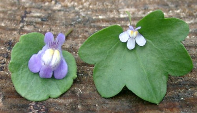 09110012_eCymbalaria_muralis_hepaticifolia.JPG