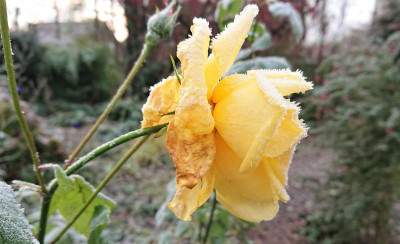 DSC_2482.JPG
