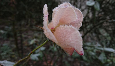 DSC_2483.JPG