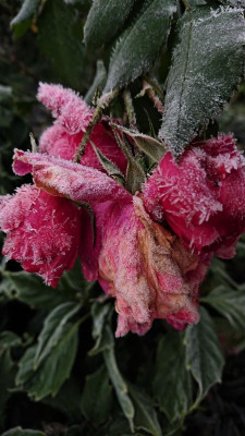 DSC_2485.JPG