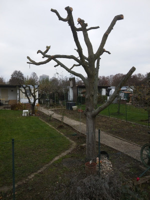 Zwetschge verstuemmelt.jpg